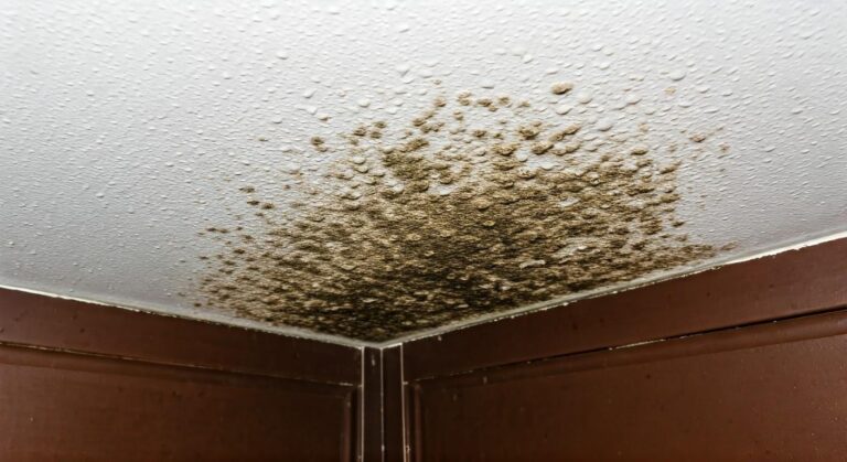 5 Effective Tips for Mildew Removal in Whitehorse Homes