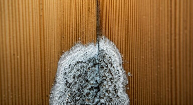 5 Safe Mold Removal Tips for Whitehorse Homes You Need to Know