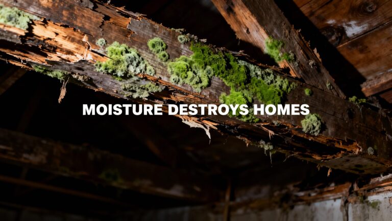 The Mold and Wood Rot Connection: What You Need to Know